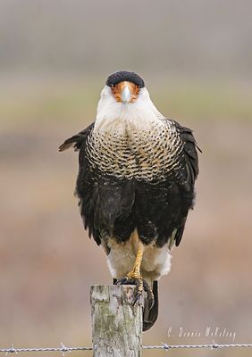 Caracara 