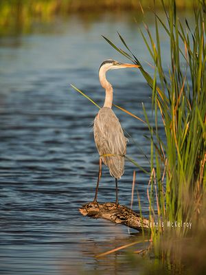 Great Blue 