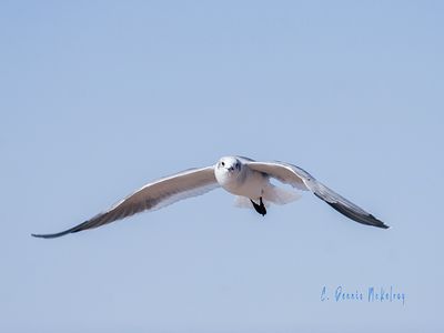 Gull Headon