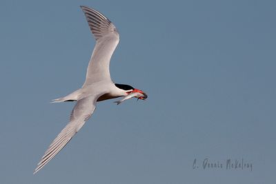 Tern 