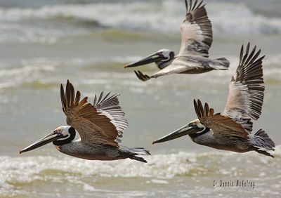 Flock Flying Pelicans