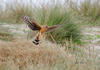 Hawk Landing