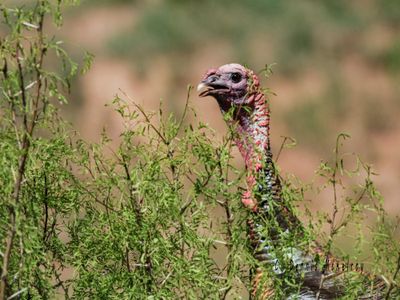 Turkey hen