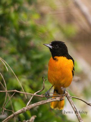 Orioles a