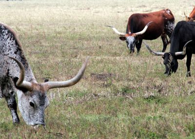 Longhorns grazing