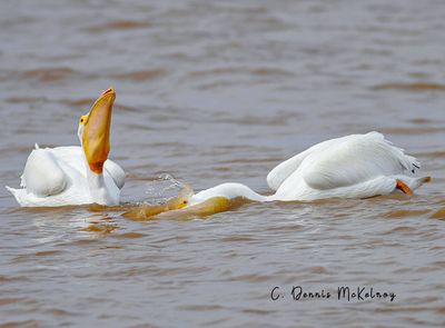 White Pelicans
