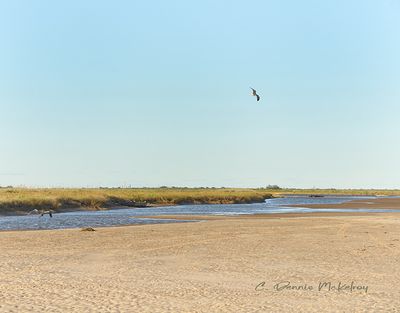 IMG_3353.jpg