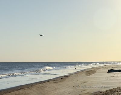IMG_3387.jpg