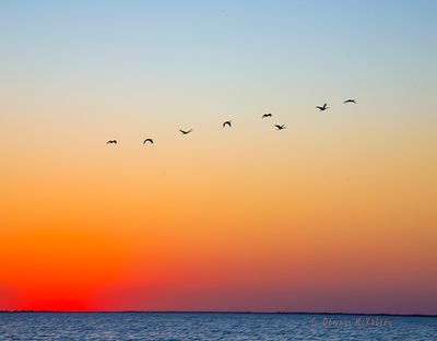 IMG_8379.jpg