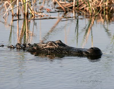 _MG_6796.jpg