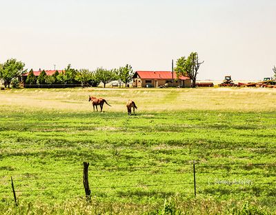 _MG_4092.jpg