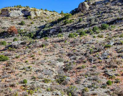 Find the buck