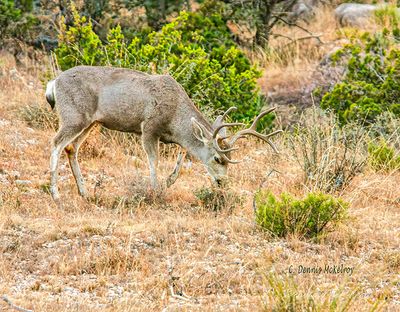 Buck Mule Deer