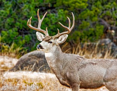 Buck Mule Deer