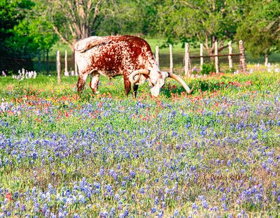 Longhorn