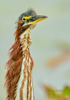 American Bittern