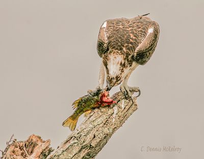Osprey