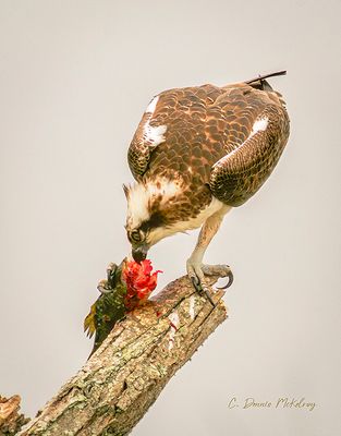Osprey