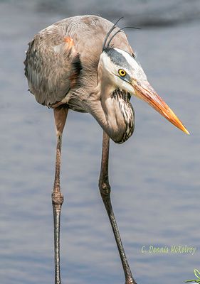Great Blue Heron