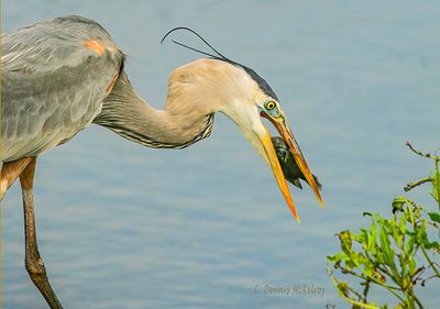 Great Blue Heron