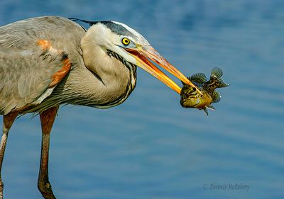Great Blue Heron