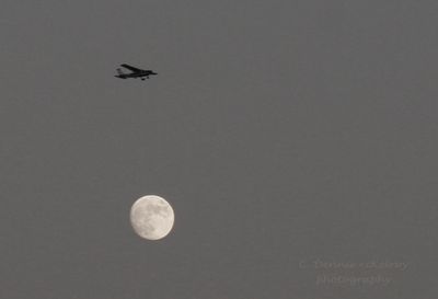 fly.jpg