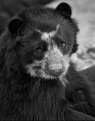Black and White