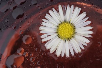 Pretty daisy