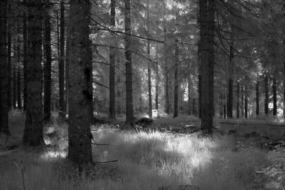 Experimentations Infrared