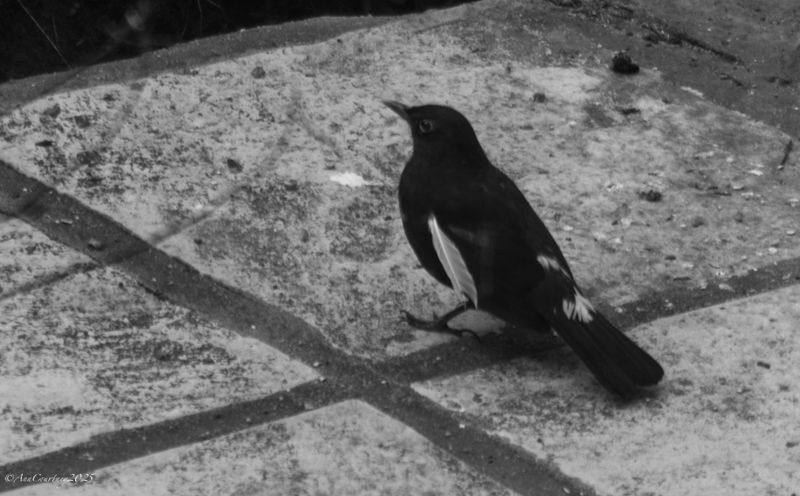 A regular visitor to the patio. 