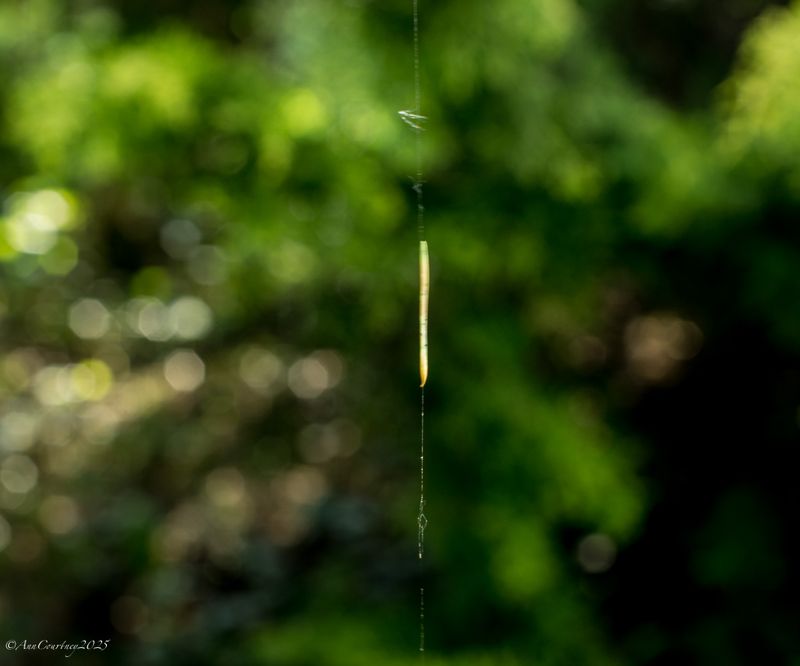 Pine needle