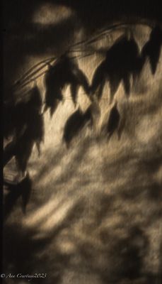 Shadows