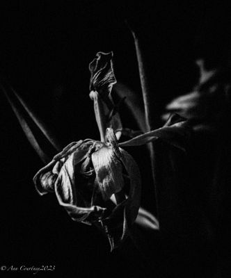 Tulip