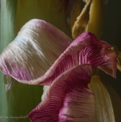 Petals