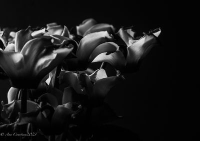 Cyclamen 