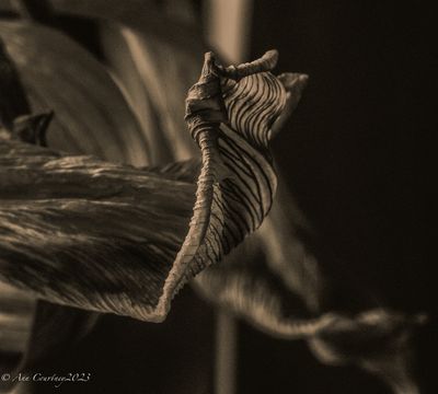  Tulip