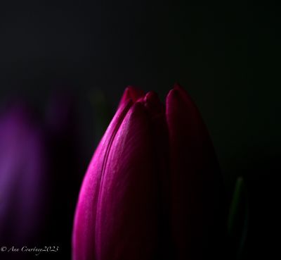 Tulips again