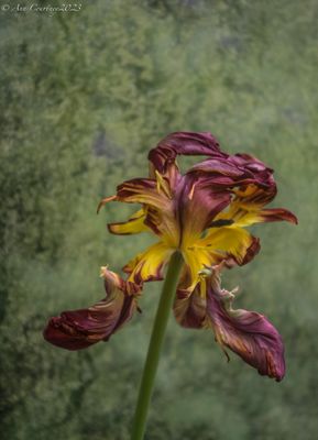 Another tulip