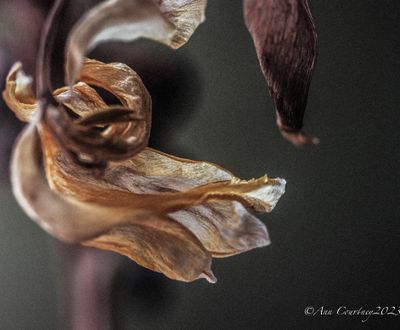 The last of the tulips.