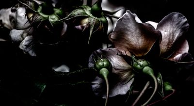 More Roses