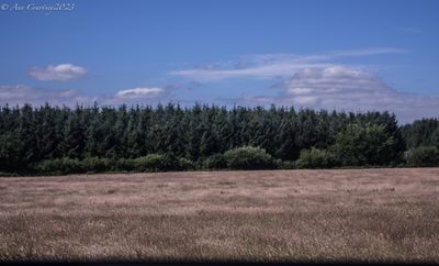  Landscape in lines