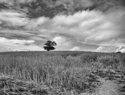Lone tree
