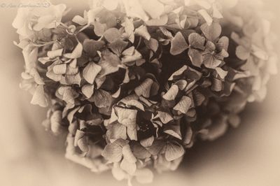 Hydrangea