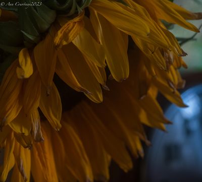 It's Sunflower time again.