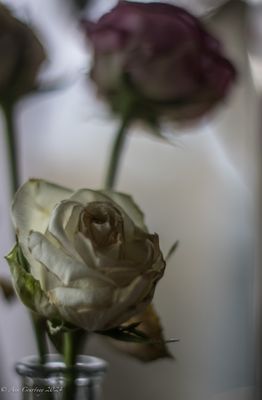 Fading roses