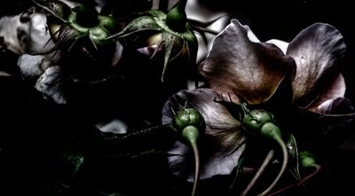 Roses