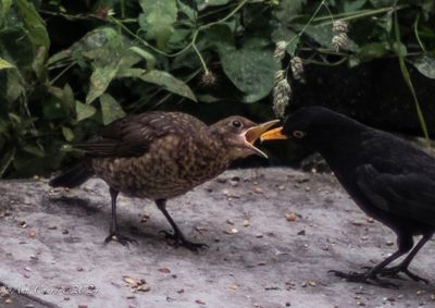 Male Blackbird feeding a youngster.