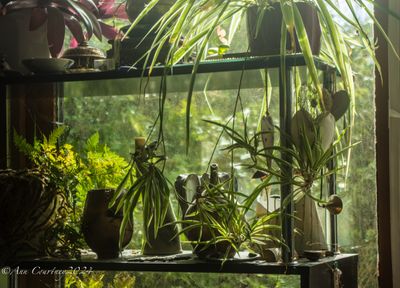Plants and Ceramics.