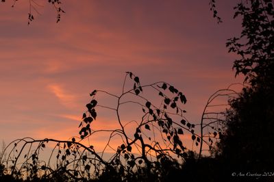 Through the hedge.