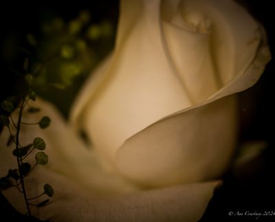 A single rose.